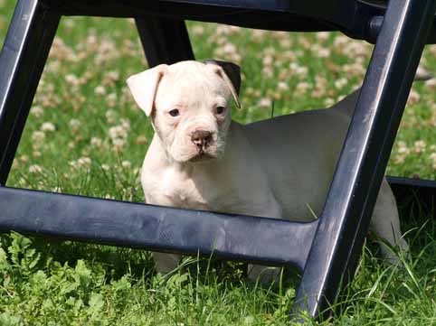 American bulldog pup